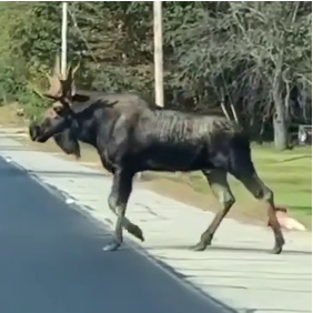 Reference moose