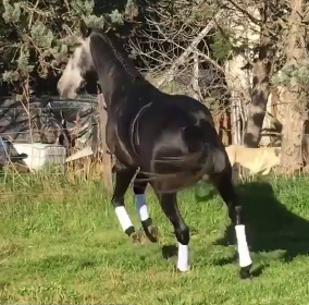 Reference horse